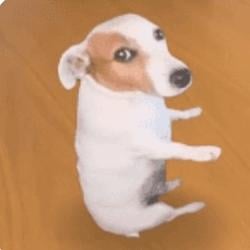 CHILLDOG