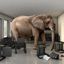 elephant
