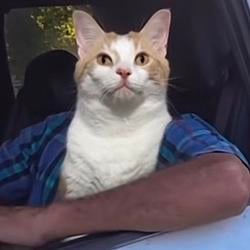 CATEPROP