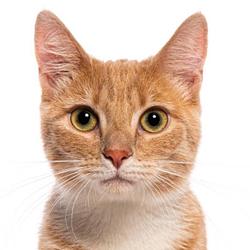 Money Cat