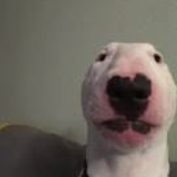 A MEME DOG