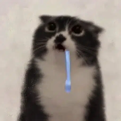 droolcat