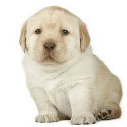 Perrito / SOL