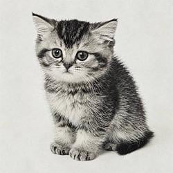 Kittens / USDG