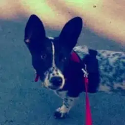 ada
