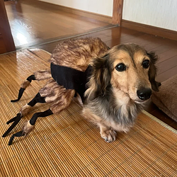 ツバキ