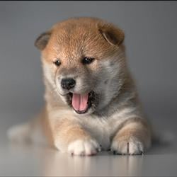 Shiba 100