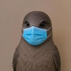 H9N2