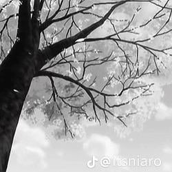 trees