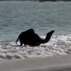 Camel