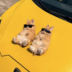 WEN LAMBO