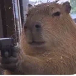 CAPYBARA
