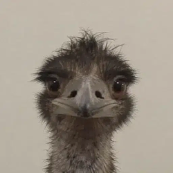 Emu