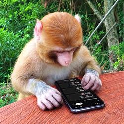 MONKEY