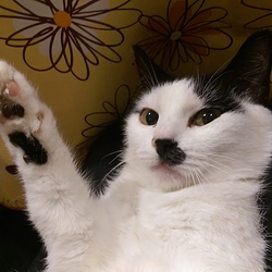 Kitler