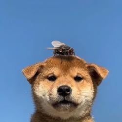 flyinu