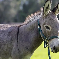 Anti Data Center Donkey