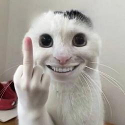 人面猫