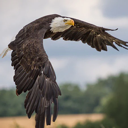EAGLE