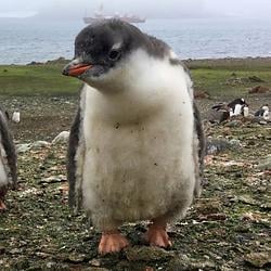 GENTOO