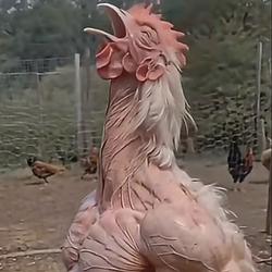 Chicaesar