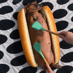 HOTDOG / SOL