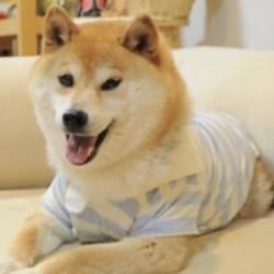DOGUE / SOL