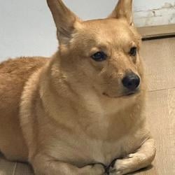 JOHNDOG