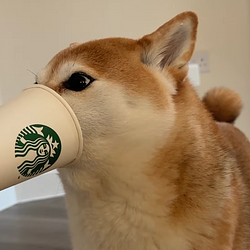 Eevee / SOL