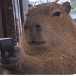 CAPYBARA