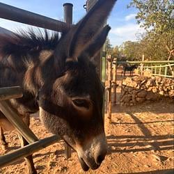 donkey