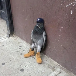 PIGEON / SOL