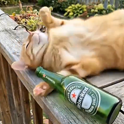 DRUNK