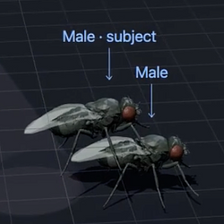GAYFLY / GOOGL