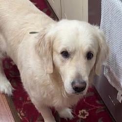 BrodyDog