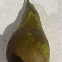 $pear