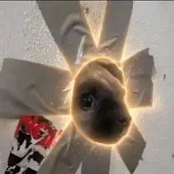 Wall / SOL