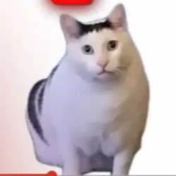 HuhCat