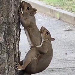 PNUT