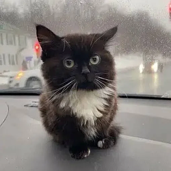 Whiskers / BNB