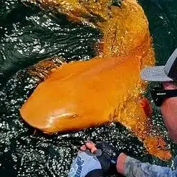 ORANGINI