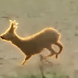 TDDEER / SOL