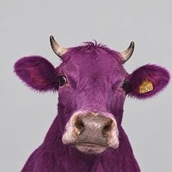 PURPLECOW / SOL