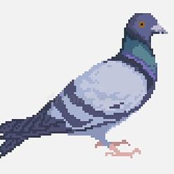 pigeon