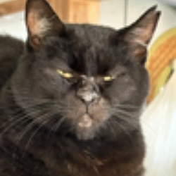 CHADCAT