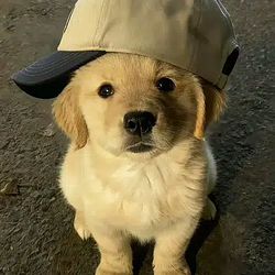 PUPP