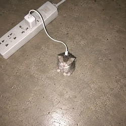 PLUGCAT