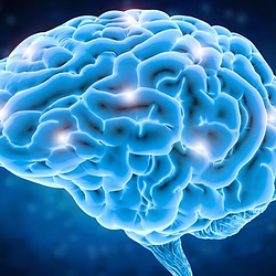BRAIN / SOL