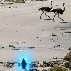 PENGUIN