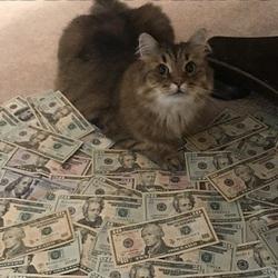 GREED